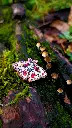 Pins en bois - Bryopil